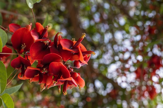 Closeup of for de ceibo argentina national flower