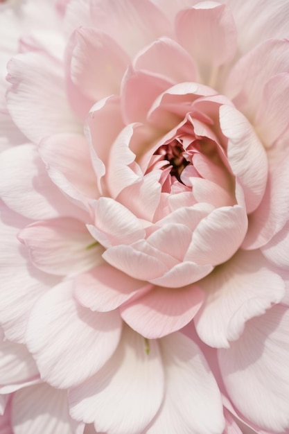 Closeup of a delicate beautiful blooming opening bud of pink peony rose