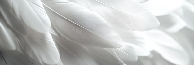 Photo closeup of delicate white bird feathers