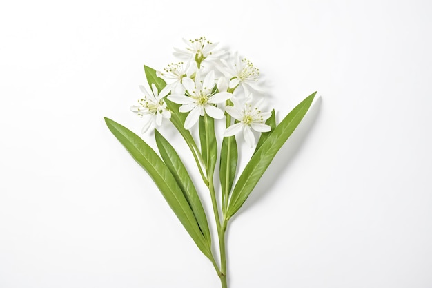 Closeup of delicate white flowers and green leaves on a white background