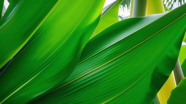 Closeup of dense green tropical leaves in garden Exotic plant Beautiful light green leaf texture