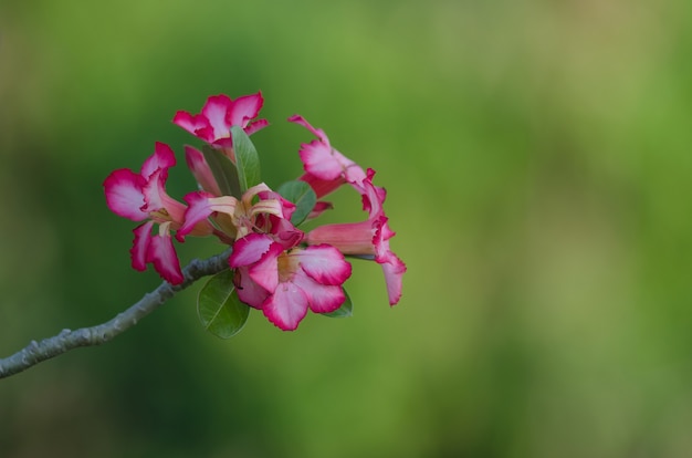 Closeup of Desert Rose on background