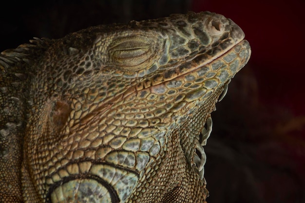 Closeup detail of a green iguana with a black background