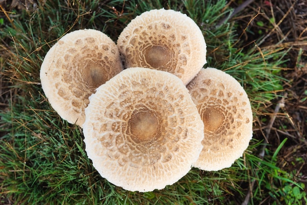 Closeup detail of head on field mushroom agaricus campestris growing wild in meadow.