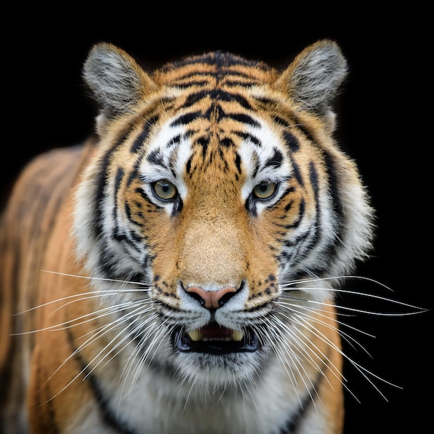 Closeup detail portrait of big Siberian or Amur tiger on black background