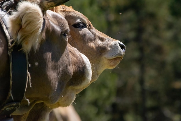 Closeup and detail of two cow heads caressing each other