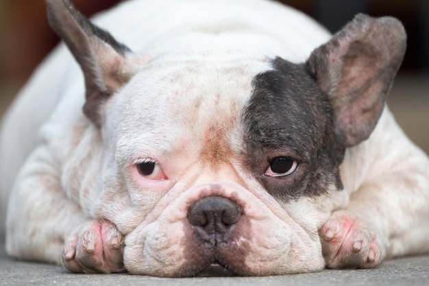 Closeup dog lying sad face on the floor