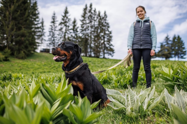 Closeup of dog of Rottweiler with collar and leash sits near his unknown mistress on meadow with mountain vegetation