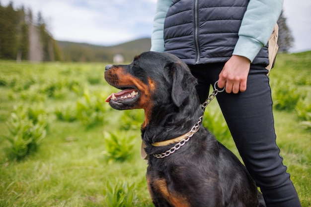 Closeup of dog of Rottweiler with collar and leash sits near his unknown mistress on meadow with mountain vegetation