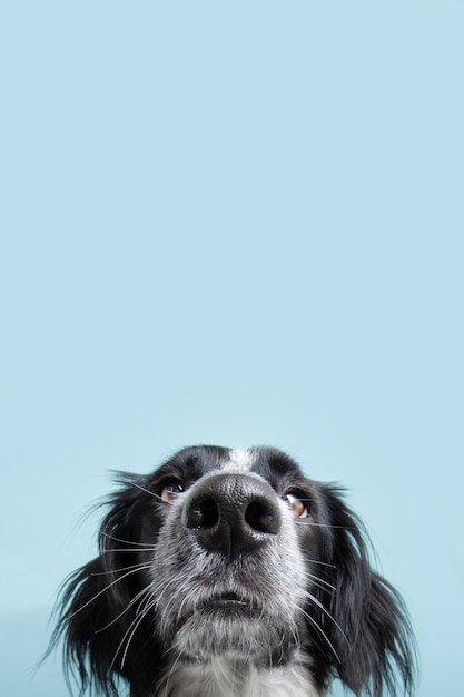 Closeup dog's nose conccentrate and serious Isolated on blue background