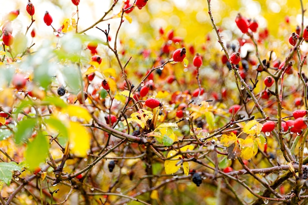 Closeup of dogrose berries dog rose fruits rosa canina wild rosehips in nature