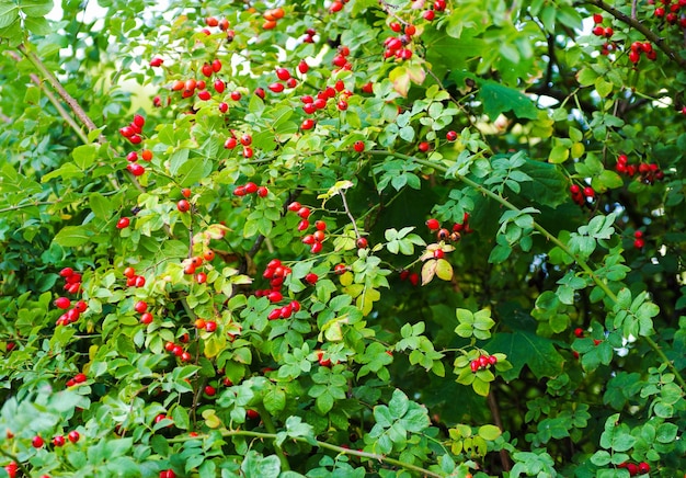 Closeup of dogrose berries Wild rosehips in nature