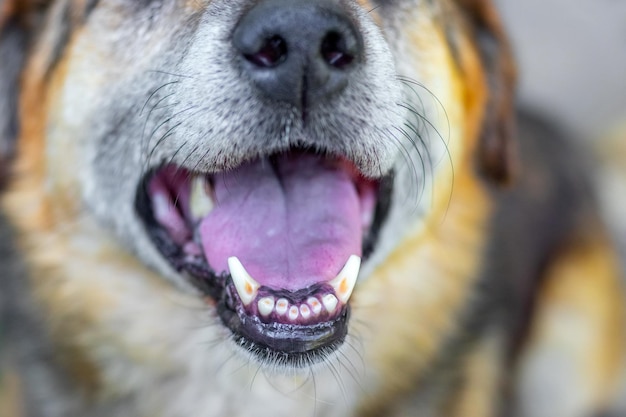 Photo closeup of a dogs head with an open mouth