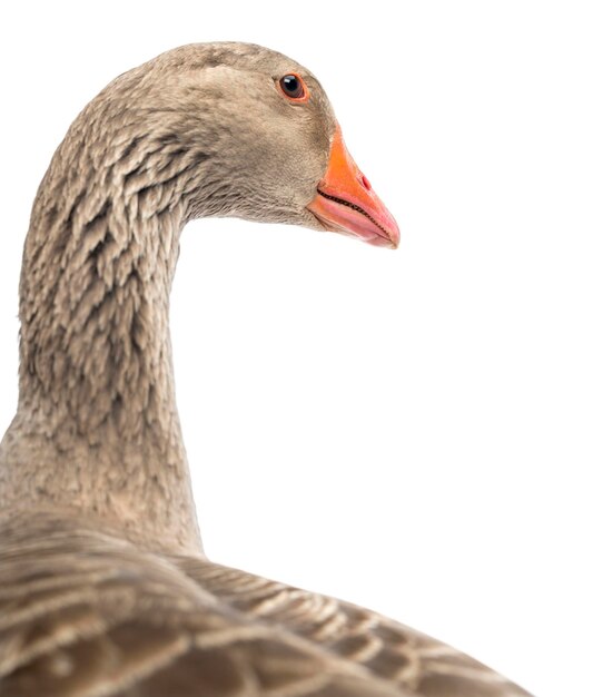 Closeup of a Domestic goose Anser anser domesticus isolated on white