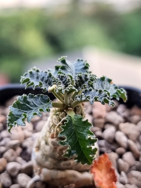 Closeup Dorstenia Horwoodii in a pot