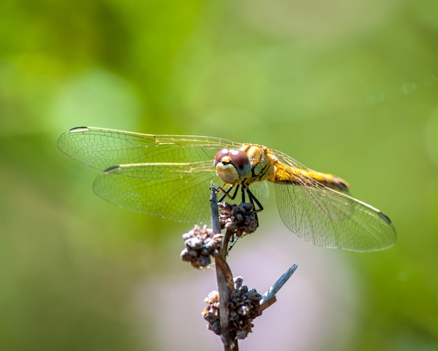 Closeup on dragonfly