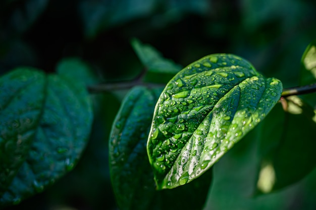 Closeup Drops of water on green leaf, the nature view in the garden at summer.