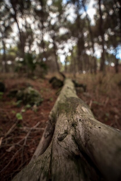 Closeup of a dry tree