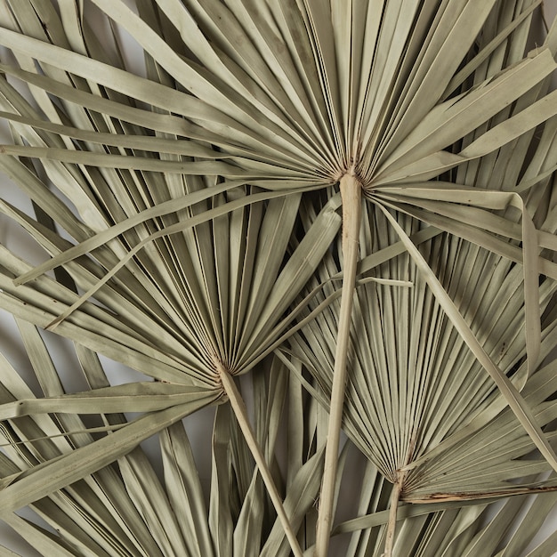 Closeup of dry tropical palm leaf isolated pattern