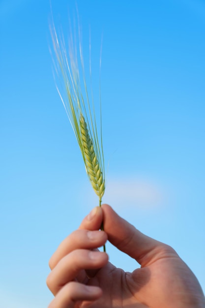 Closeup of an ear of wheat in his hand against the blue sky