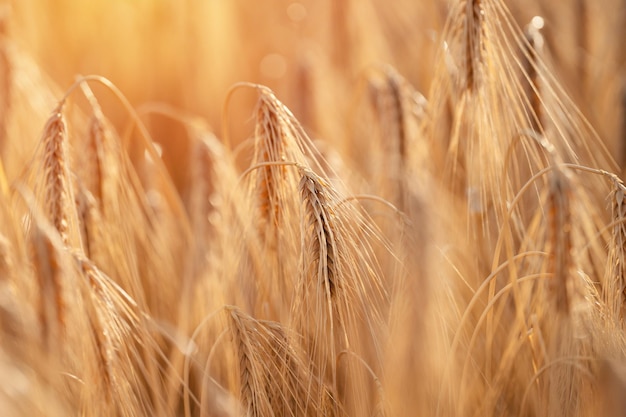 Closeup of ears of wheat in  field at the sunset Farmers securing food supply and feeding the nation