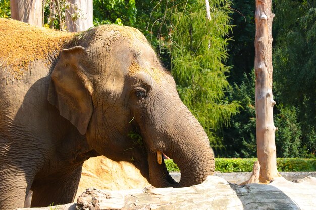 Closeup of an elephant in the park