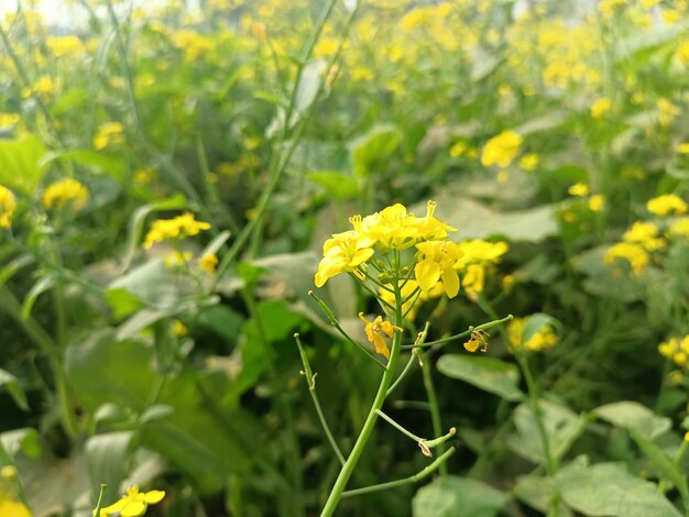 A CloseUp Encounter with Yellow Blossoms