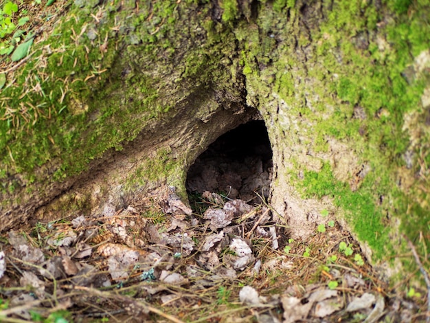 Closeup of the entrance to the burrow located under a tree