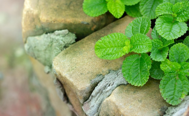 Closeup of Episcia Plant with Green Leaf in The Garden