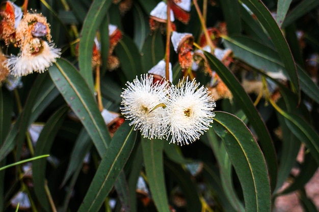 Closeup of Eucalyptus globulus with flowers and leaves blue gum tree stock photo Eucalyptus