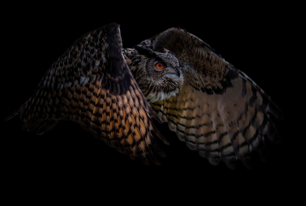 Closeup of the Eurasian eagle-owl flying against dark background. Bubo bubo.