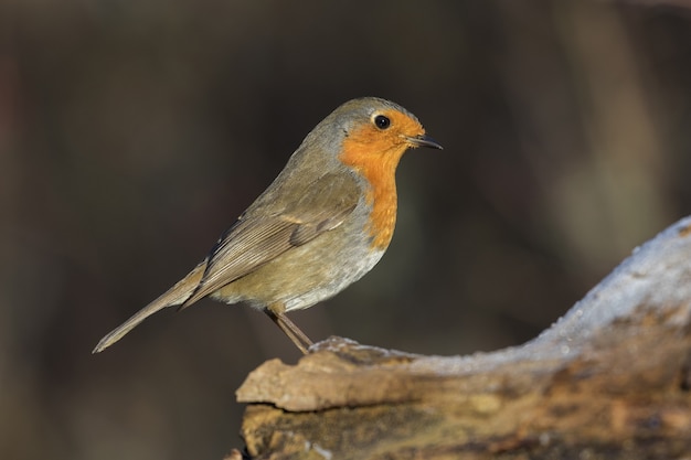 Closeup of a European robin standing on wood under the sunlight against a blurred space