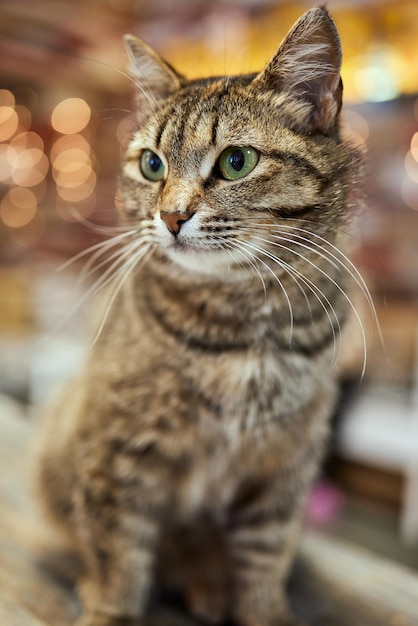 Closeup of european shorthair cat months old