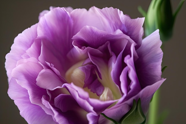 Closeup of eustoma bloom with its petals and pistils in full view