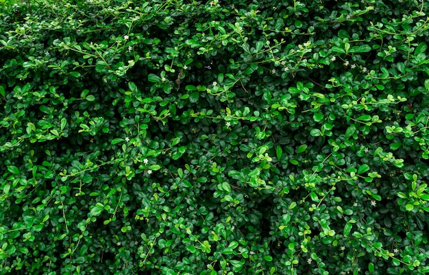 Closeup evergreen hedge plants.