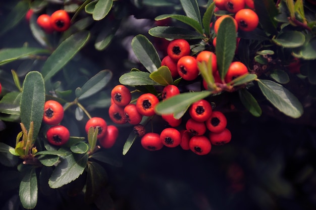 Closeup of exotic growing plant berries. Chinese firethorn plant with bright red berries.