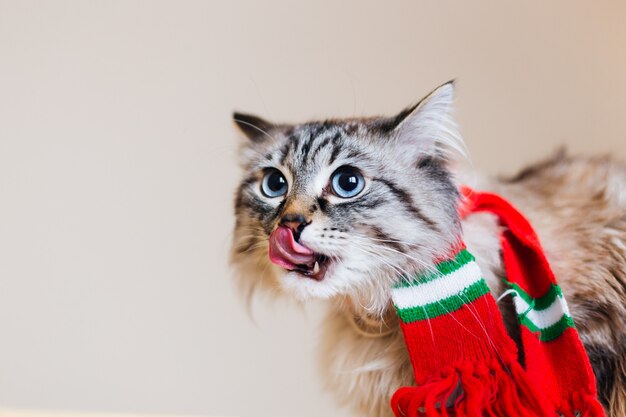 A closeup of the face of a cat that lick faces and looks up