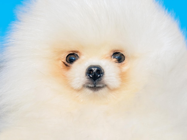 Closeup of the face of cute fluffy white pomeranian outdoors