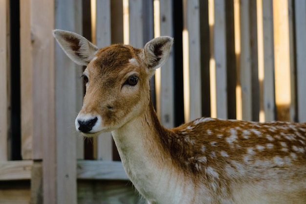 Closeup at fallow deer near wooden fence