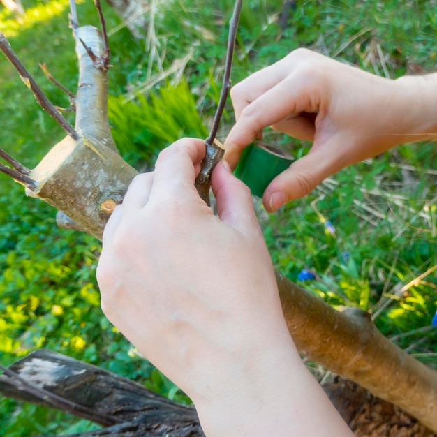 Closeup of farmer hand grafting implanting a tree with Grafting Tape