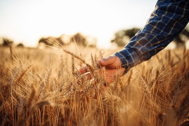 Closeup of the farmer's hands touching the ears of wheat to check the quality of the new harvest.