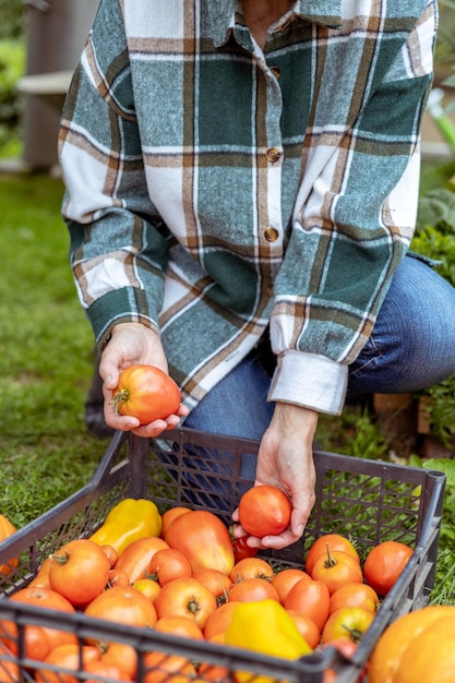 Closeup of a farmer's hands with tomatoes in a box