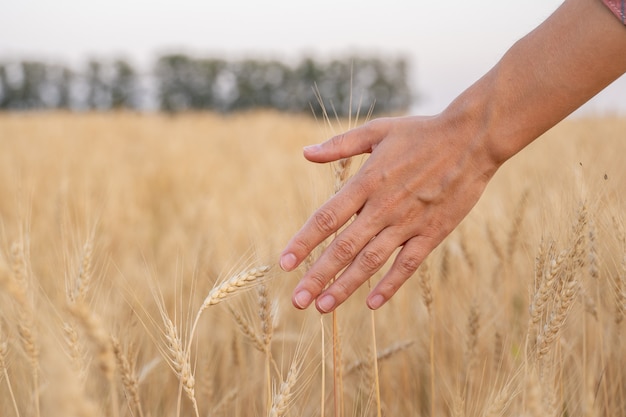 Closeup farmer touching his crop with hand in a golden wheat field