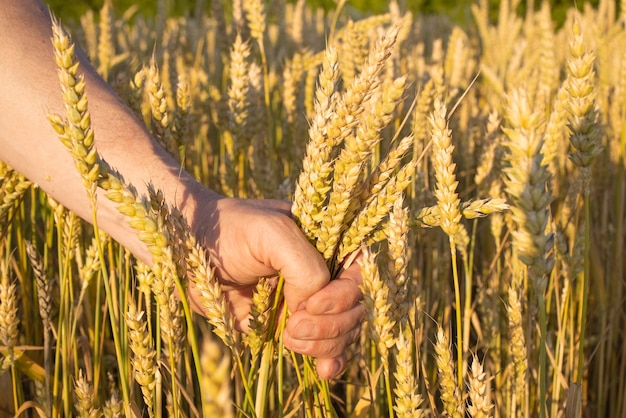 Closeup farmer39s hands hold ears of wheat rye in a wheat rye field A man39s hand holds ripe ears of cereals on a blurred background of a grain field View from above Harvest concept