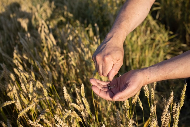 Closeup farmer39s hands hold a handful of grains of wheat rye in a wheat rye field A man39s hand holds ripe grains of cereals on a blurred background of a grain field Top view Harvesting concept