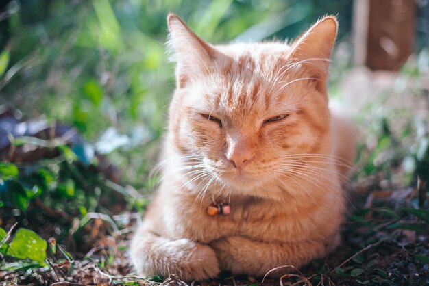 The closeup fat cute ginger tabby young cat looks at the camera sitting on the ground in the garden