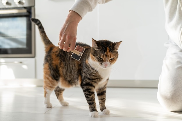 Closeup of female combing fur cat with brush on the floor cat lovers grooming combing wool