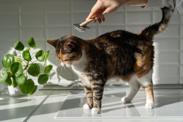 Closeup of female combing fur cat with brush in the kitchen cat grooming combing wool