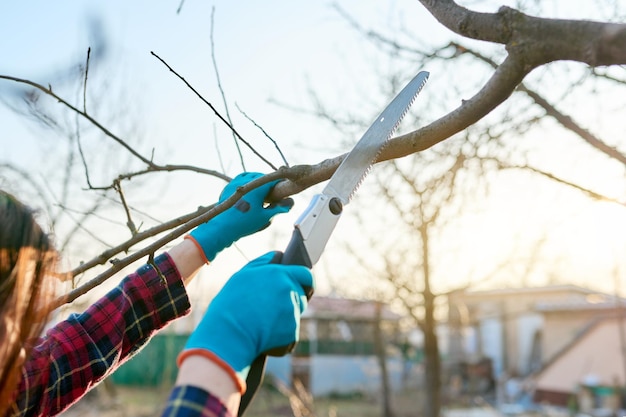 Closeup of a female gardener with a saw cutting off branches of fruit trees