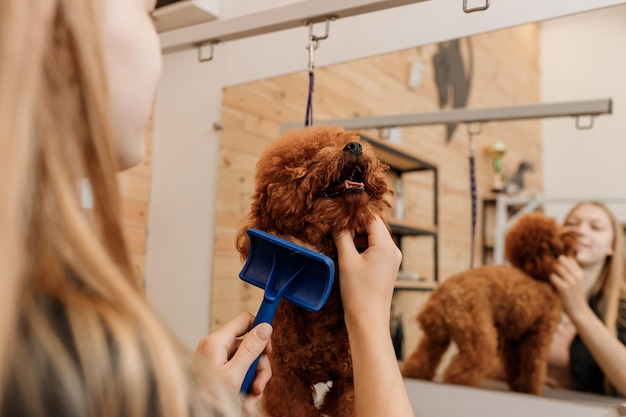 Closeup of female groomer brushing hair of Teacup poodle dog hair with comb after bathing at grooming salon Woman pet hairdresser doing hairstyle in veterinary spa clinic